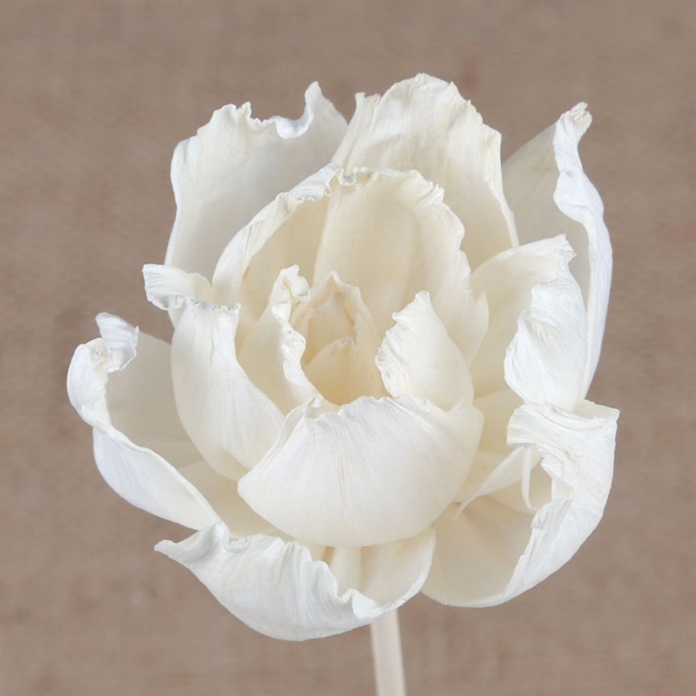 ดอกไม้หอมอโรมาอเนกประสงค์ 5 ซม - Home Fragrance Stick บทวิจารณ์และราคา